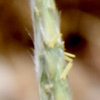 Lasiurus scindicus