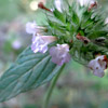 Clinopodium vulgare