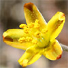 Haplophyllum poorei