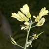 Brassica cretica