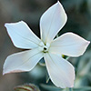 Dianthus monadelphus