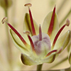 Allium sindjarense