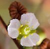 Alisma plantago-aquatica