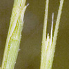 Aegilops speltoides