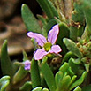 Lythrum thymifolia