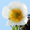 Ranunculus sphaerospermus