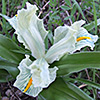 Iris palaestina