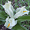 Palestine Iris 