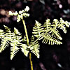 Pteridium aquilinum