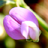 Lathyrus setifolius