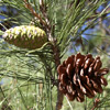 Calabrian pine