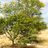 Acacia horrida