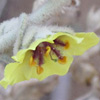 Verbascum jordanicum