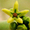 Leptadenia pyrotechnica