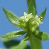 Galium philistaeum