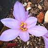 Colchicum hierosolymitanum