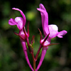 Linaria pelisseriana