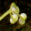 Galium divaricatum
