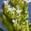 Valerianella orientalis