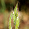 Bromus lanceolatus