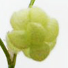 Trifolium bullatum