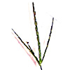 Digitaria ciliaris