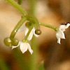 Galium samuelssonii