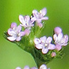 Valerianella muricata