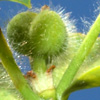 Euphorbia berythea