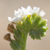 Heliotropium ovalifolium