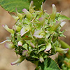 Trifolium glomeratum