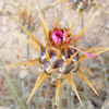 Centaurea eryngioides