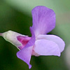 Lathyrus spathulatus