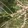 Tamarix  aphylla 