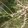 Salt cedar 