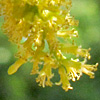 Argentine Mesquite Tree 