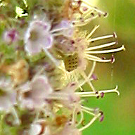 Mentha longifolia