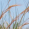 Aristida coerulescens