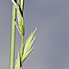 Elymus libanoticus