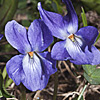 Viola odorata