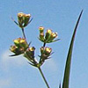 Buplleurum libanoticum