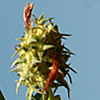 Trifolium scutatum