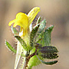 Linaria simplex