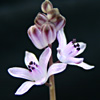 Autumn Squill, Winter Hyacinth 