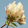 Trifolium plebeium