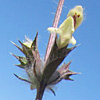 Stachys libanotica