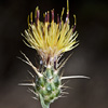 Centaurea solstitialis