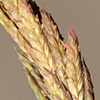 Eragrostis sarmentosa