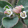 Euphorbia chamaesyce