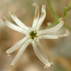 Silene linearis